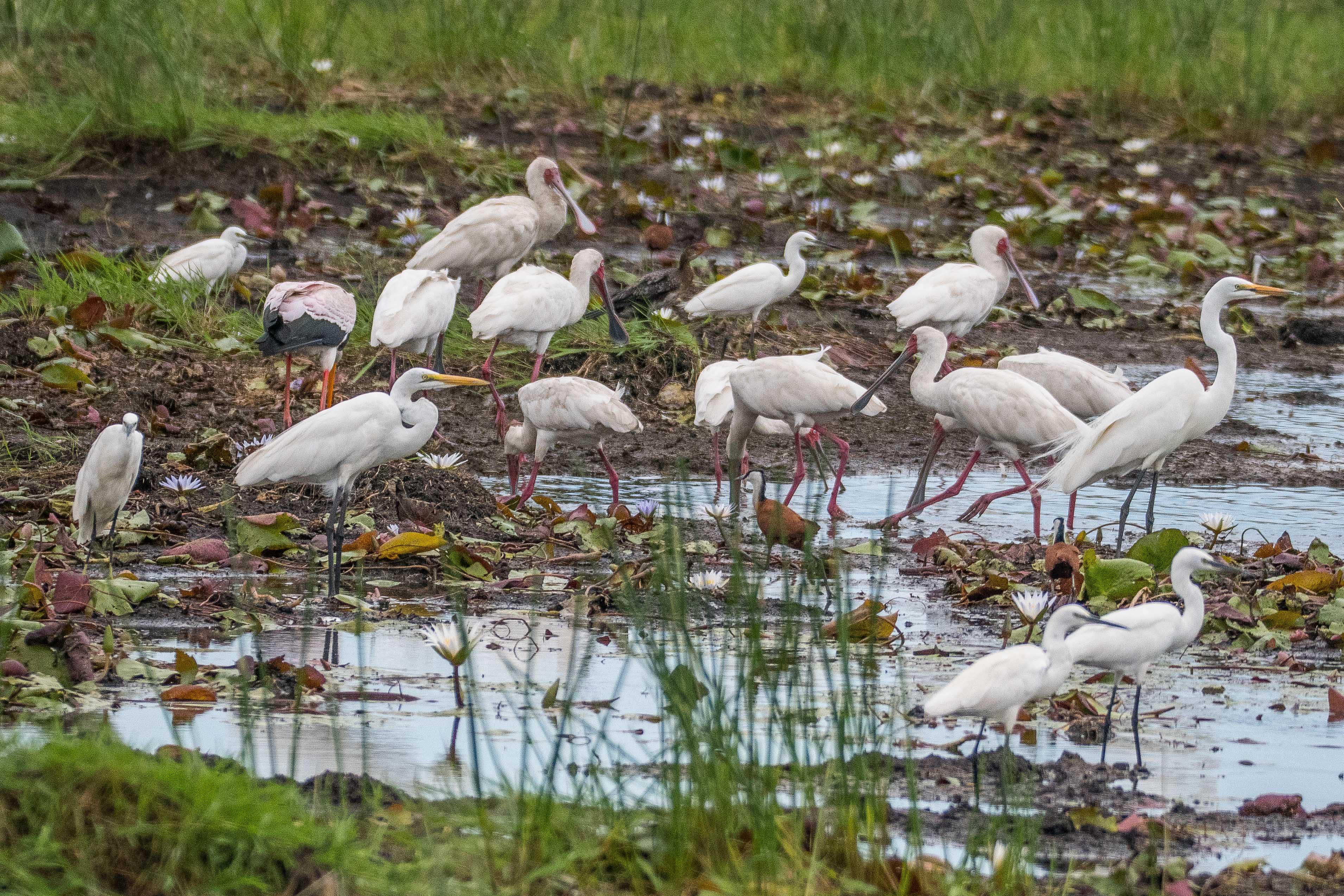 Spatules d'Afrique (African spoonbill, Platalea alba), adultes se nourrissant au milieu d'oiseaux aquatiques de 5 autres espèces , Shinde, Delta de l'Okavango, Botswana.